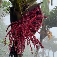 Loxococcus rupicola (Thwaites) H.Wendl. & Drude